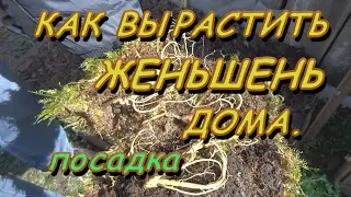 КАК ВЫРАСТИТЬ ЖЕНЬШЕНЬ ДОМА.Посадка.
