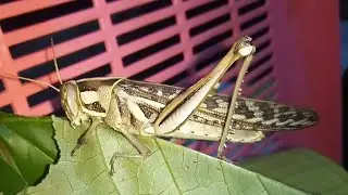 A Bugs Life |Plant Eater|