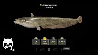 Русская  Рыбалка 4 | РР4 | Тунгуска Где клюет? Махи