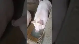 асмр от свинки 