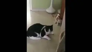 Замолчи, проклятый будильник