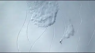 Durf The Duff 2: Nor Cal Snowboarding Drone Footage