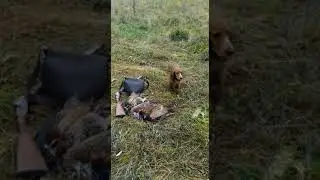 Отдых в Подмосковье. Охота на фазана с собакой.