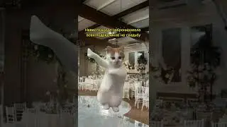 У невесты и жениха разные взгляды на свадьбу 🤣🤣🤣 #юмор #cat #мем #прикол #топ