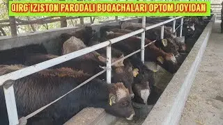 Arzonchi akamizdan yangi partiyalar. Shoshiling do‘stlar.