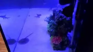 Shark and Stingray Tank