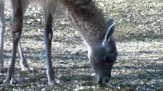 ZOO 2.mpg