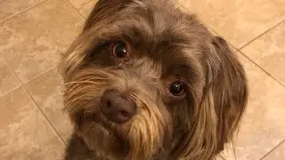 shmoopy