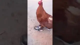 The Hen Dance