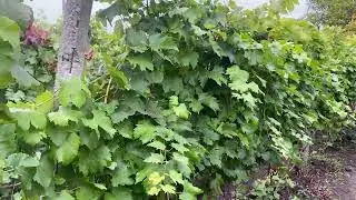 Phylloxera, its annual life cycle, and the practical points that can be drawn from knowing it