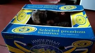 Забавные коты// Коты и коробка