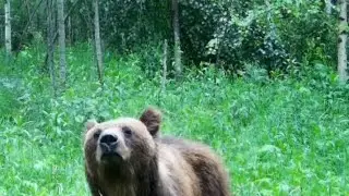 Для этого МЕДВЕДЯ такое в первый раз.