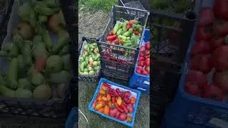 Сбор помидоров. 14.08.2024