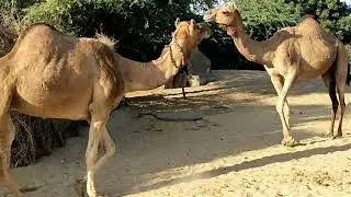 Camel Sound | Camel Bell Sound | Camels Video