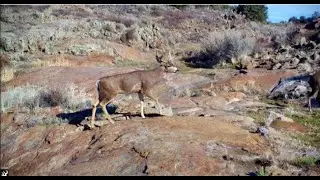 Southern Mule Deer on the Rocks