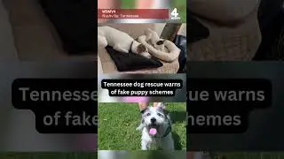 Tennessee dog rescue warns of fake puppy schemes