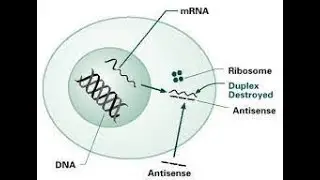 Antisense RNA Technology