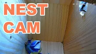 Nest Cam - Blue Tits Checking Out The Bird Box Camera