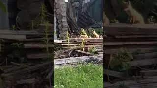 17 июня 2024 г.(2)