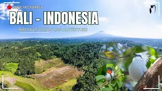 BIRDWATCHING IN BALI - INDONESIA (TRAILER )