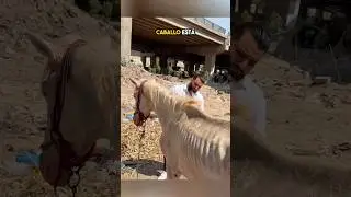 A Man's Kindness Gives a Horse New Life 😍