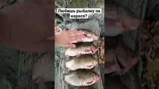 Наловили карася. #рыбалка#рыбаки#снасть#карась#fish#fishing#youtube#shorts