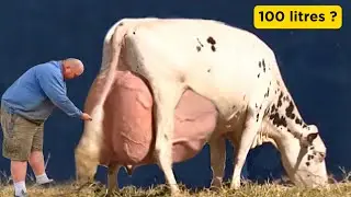 World highest milking holstein friesian cow | Highest milk producing cow breed | Biggest cow breed