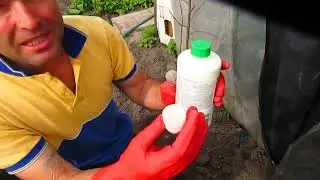 Почему не растут саженцы в мае и засыхают в июне.
