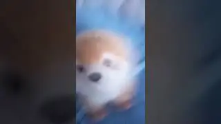 глупий шпиц 2 часть 3 сезон
