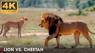 Lion vs. Cheetah: African Predators Fight to the Death (Full Episode) | Animal Documentary