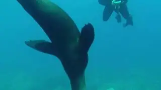 Морской котик на Галапагосских островах резвиться