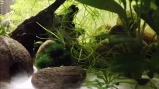 Eheim Aquastar 54 LED