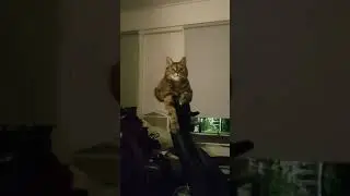 what that cat doin