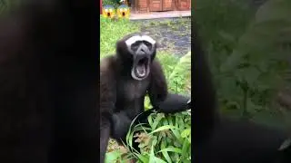 Funny Videos #shorts #youtubeshorts #viral #viralvideo #viralshorts #funny #entertainment #monkey
