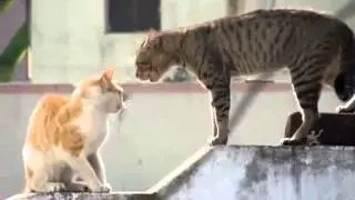 Драка котов# 04 Гладиаторы