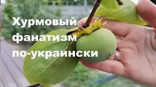 Как сберечь хурму зимой.