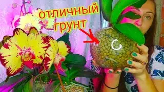 В этом ДЕШЕВОМ грунте КОРНИ БУРНО РАСТУТ/ орхидея в керамзите