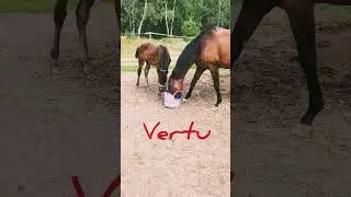 vertu