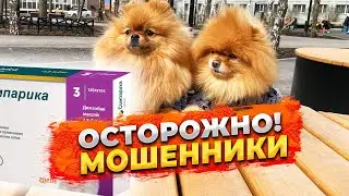 Fraudsters are selling Bravecto, Simparica, Apoquel in Krasnodar. We almost got scammed