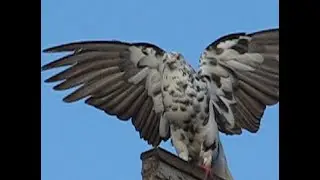 Долгая дорога домой.
