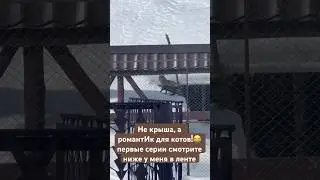 Кошачьи страсти😂сериал