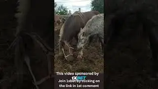 Stallion looking for a mate ।  Beautiful Horses 2023