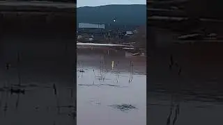 ондатры