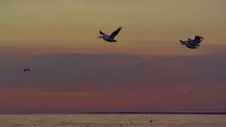 авторы: Қалқаман Сарин