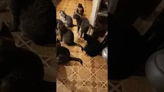 Мама Вера режет мясо.
