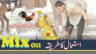 How to give goats mix oil - Bakron ko oil pilane ka treeqa by MR Videos