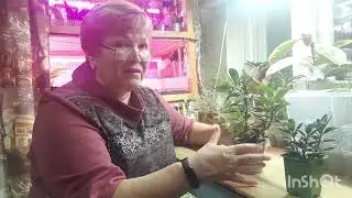 Почему нельзя сажать маленькие растения в большие горшки.