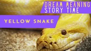 DREAM MEANING : SEE YELLOW SNAKE - #STORYTIME