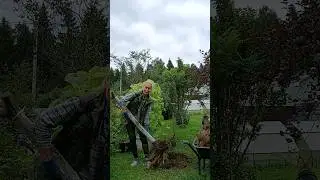Глаза боятся, а руки делают💪🏻💪🏻Выкопала яблоню, посажу сумах🌿 #ларисакуркина #дачныедела #дача #сад
