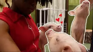Inside a PIG CAFE in JAPAN (Mini Vlog)